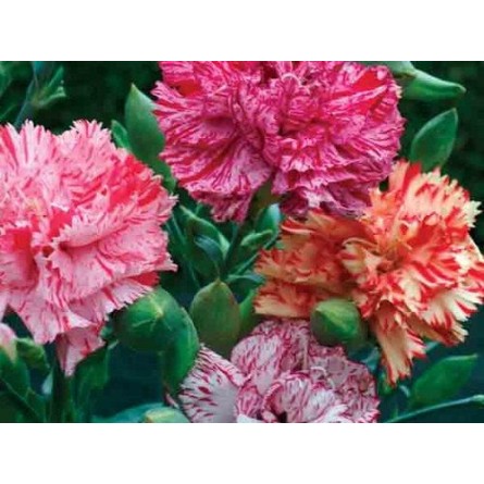 Carnation Mixed Flower Seeds(40-50 Seeds/Pack)